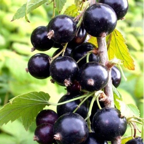 Смородина черная Багира