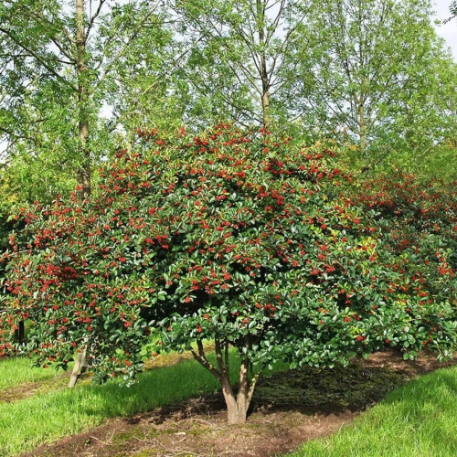 Боярышник мягковатый