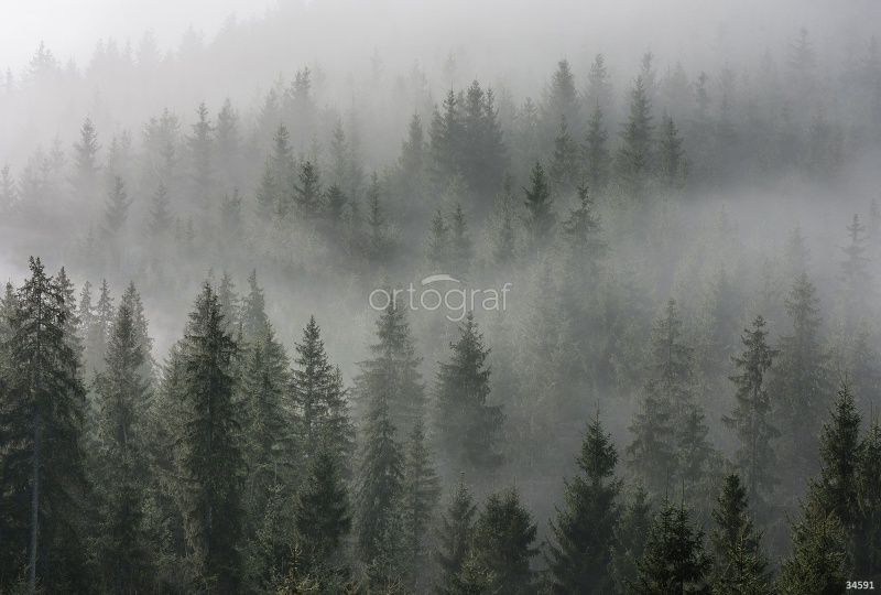 Фреска Мистический лес Art.34591