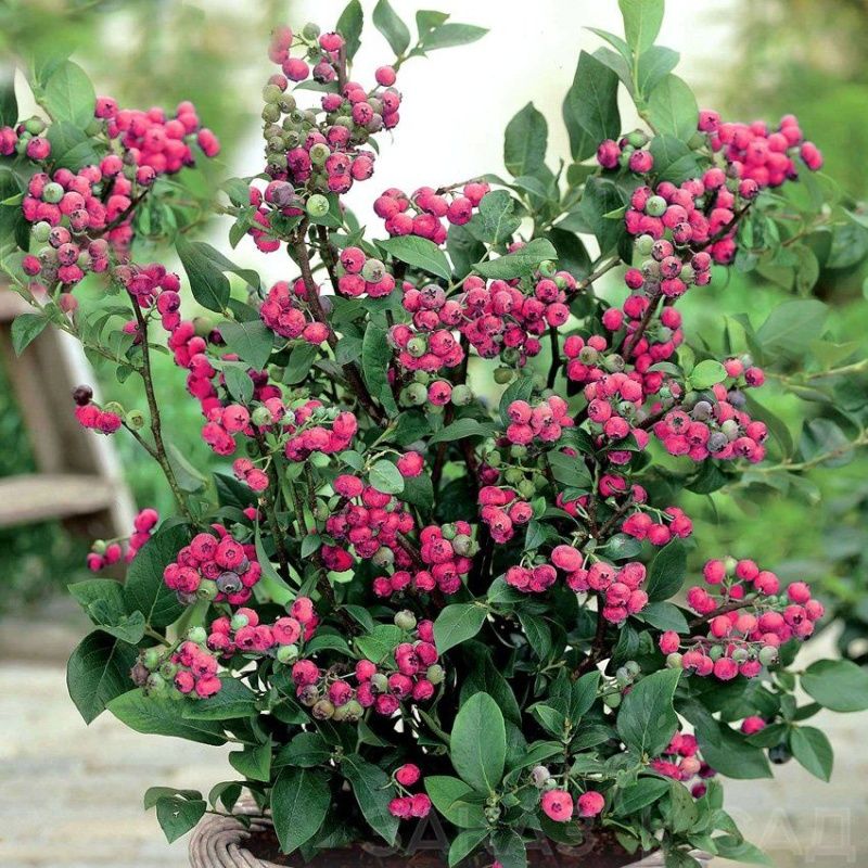 Голубика розовая Пинк лимонад