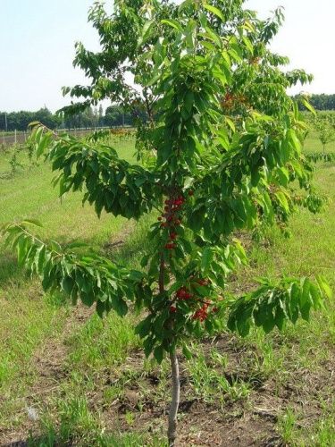 Черешня Валерий Чкалов