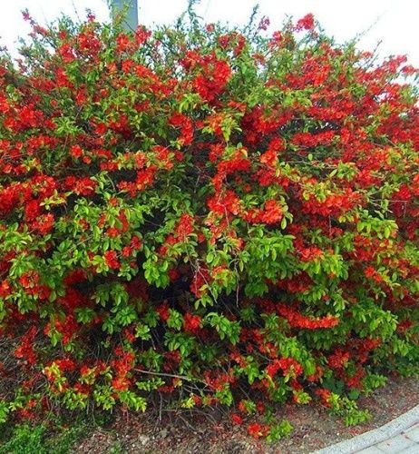 Айва великолепная "Crimson and Gold"