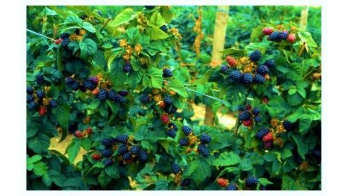 Абрикос Никитский