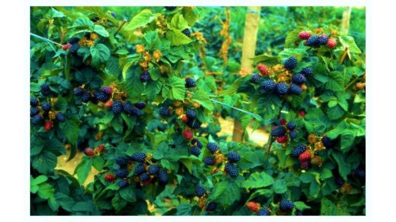 Абрикос Никитский