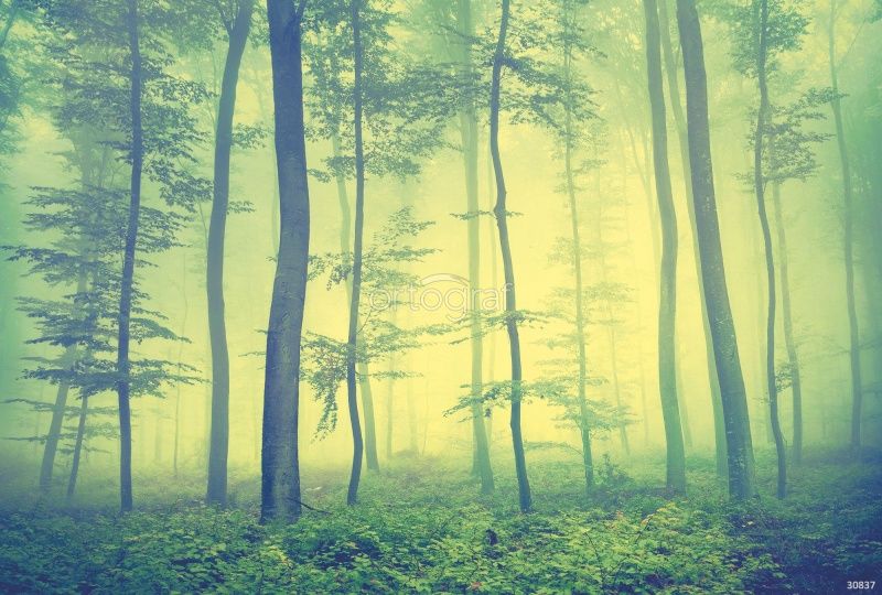 Фреска Загадочный лес Art.30837