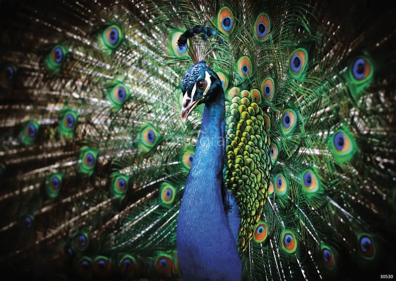 Фреска Павлин Art.30530