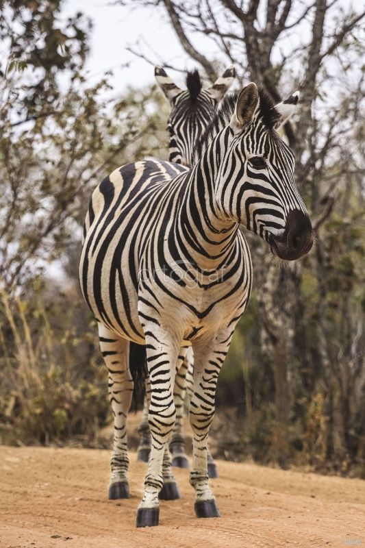 Фреска Зебры Art.30028