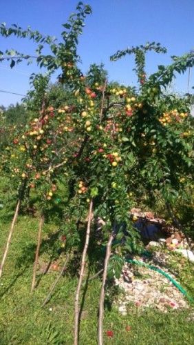 Алыча Злато Скифов