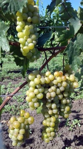 Виноград Русвен