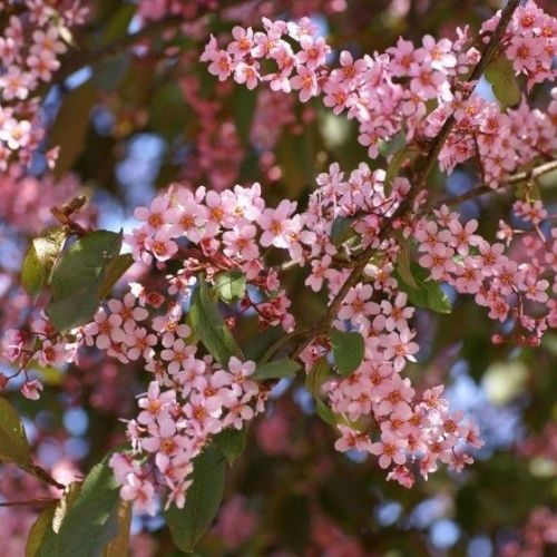 Черемуха обыкновенная Колората