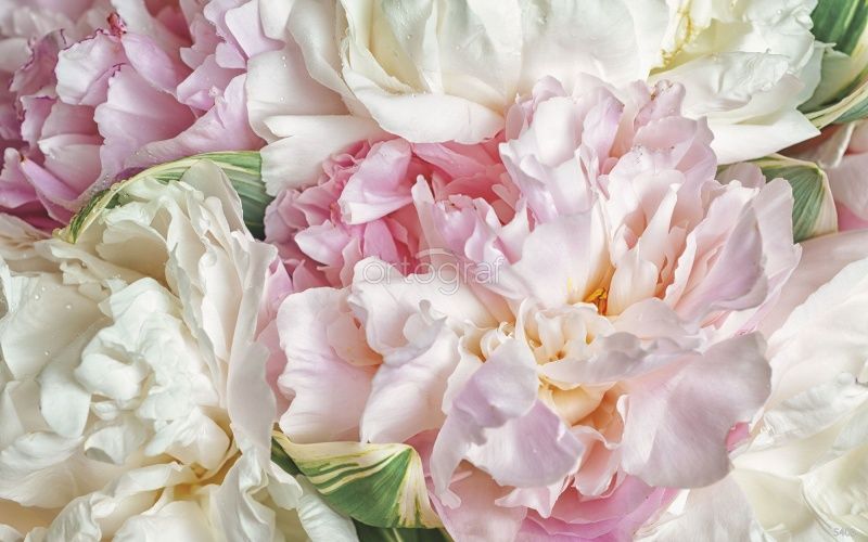 Фреска Пионы Art.5403