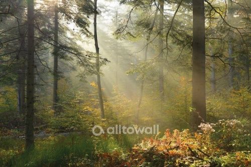 Фреска Солнечный лес