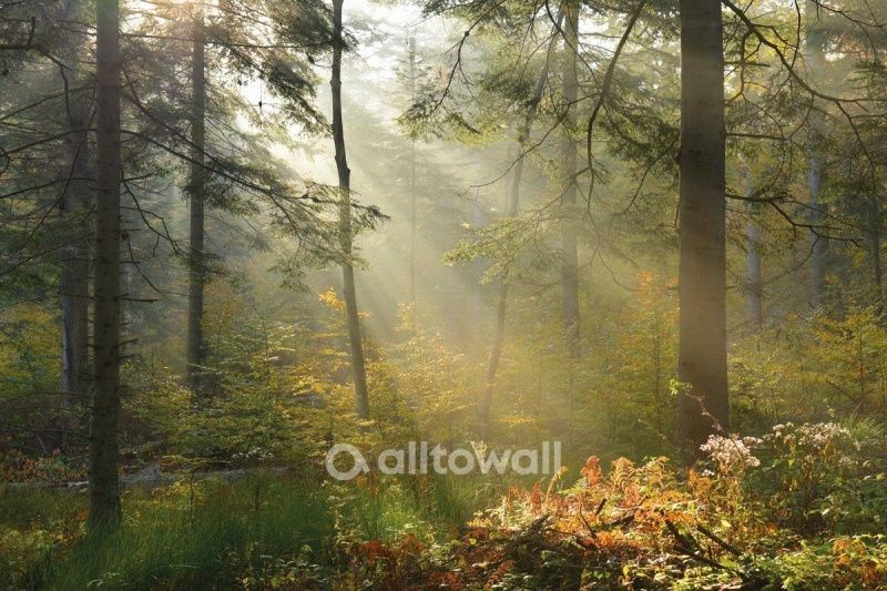 Фреска Солнечный лес