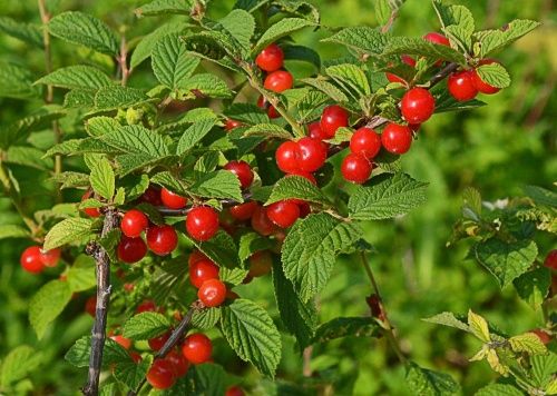 Вишня Натали