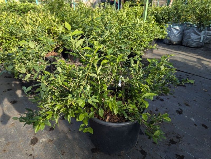 Саженцы голубики, возраст 4 года С10 Норткантри