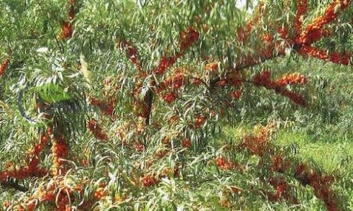 Облепиха Московская красавица