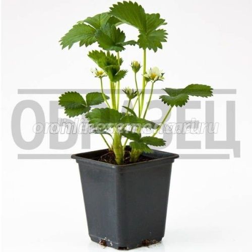 Земляника Зефир