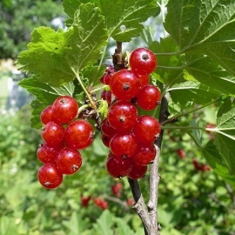 Смородина красная Уральский Сувенир