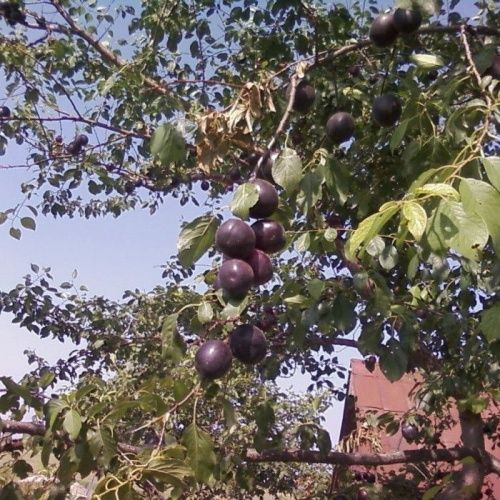 Абрикос Черный бархат