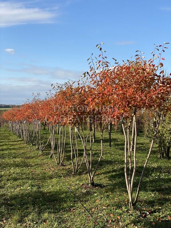 Ирга Ламарка