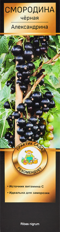 Смородина черная Александрина