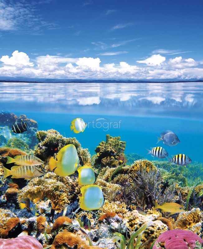 Фреска Риф Бокас дель Торо Art.30679