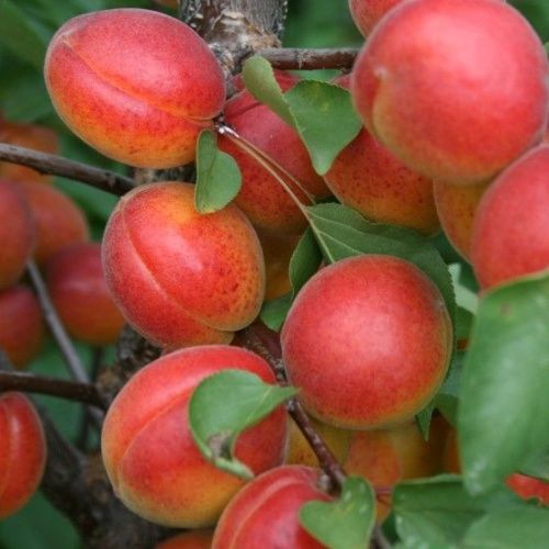 Абрикос Россиянин