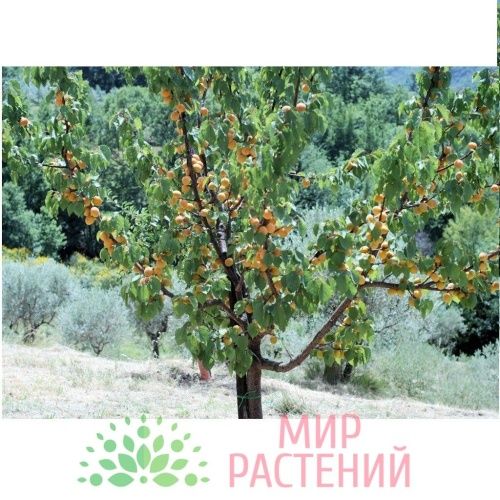 Абрикос Фаворит