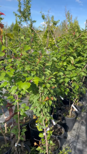 Абрикос Монастырский