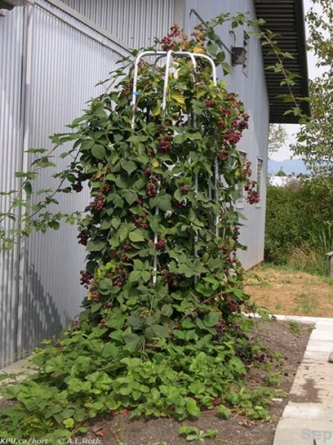 Ежевика Блэк Сатин