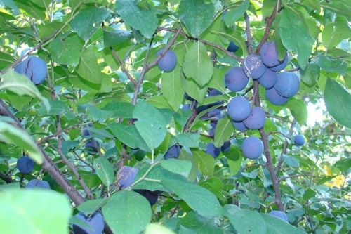 Слива Яичная Синяя