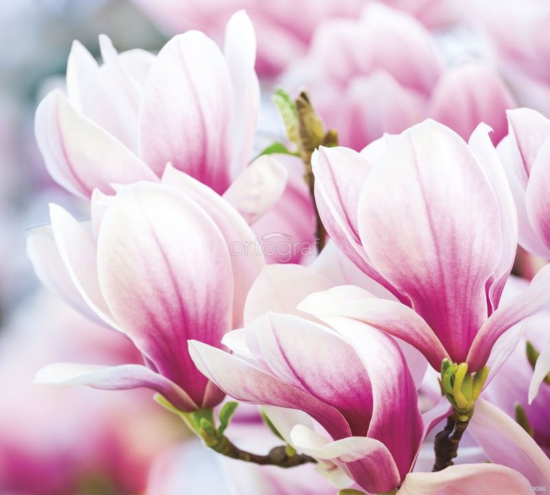 Фреска Розовые лепестки Art.30086