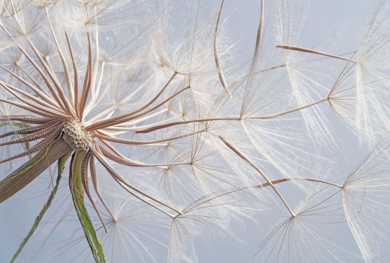 Фреска Одуванчики Art.4125