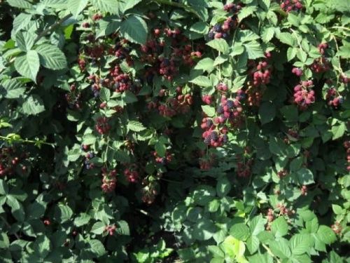 Ежевика Смутсем