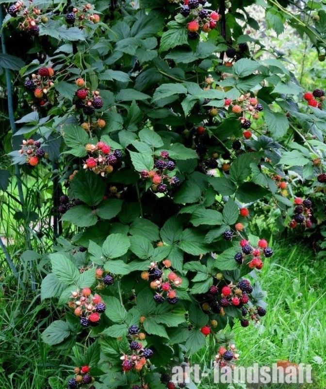 Ежевика Дарроу