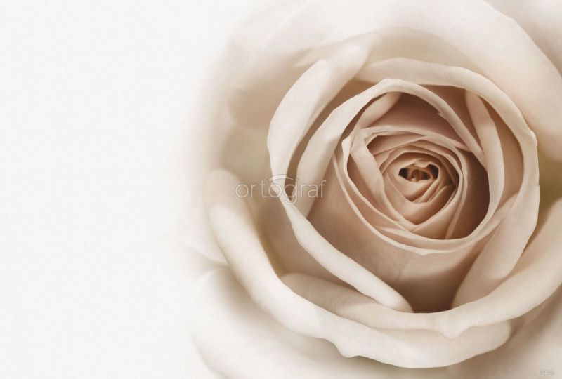 Фреска Загадочная роза Art.3189