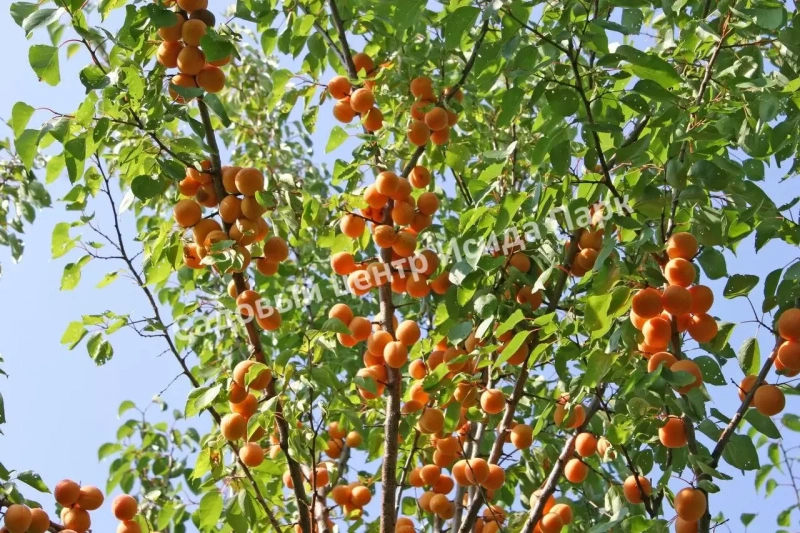 Абрикос Россиянин