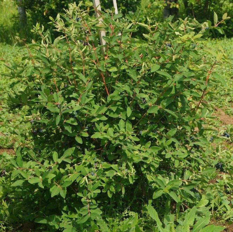 Жимолость "Гордость Бакчара"