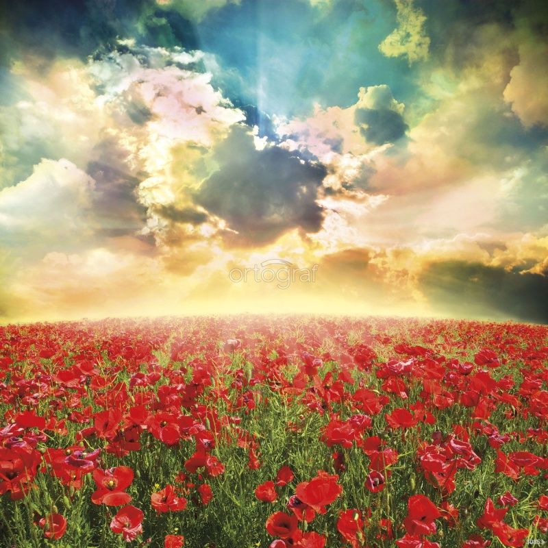 Фреска Маковое поле Art.30853