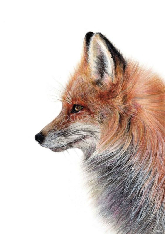 Фреска Рыжая Art.30948