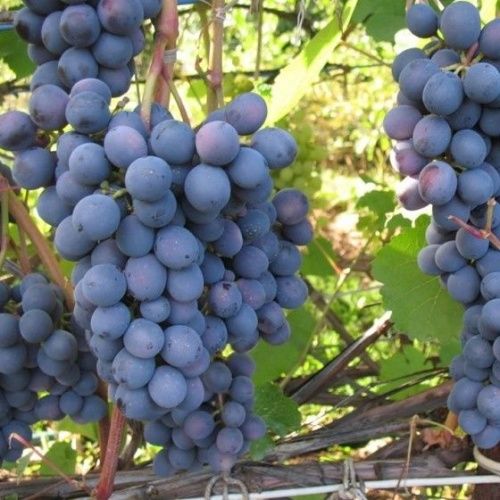 Виноград Вэлиант