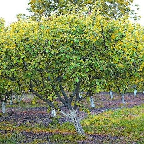 Абрикос Сын Краснощекого