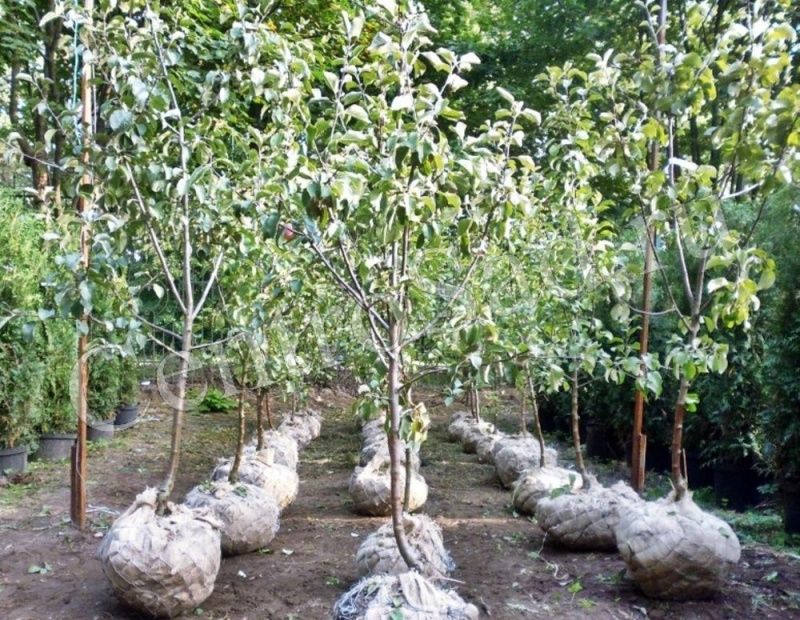 Груша Москвичка