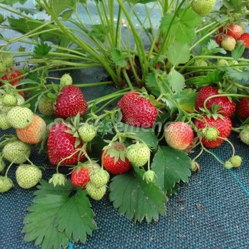 Земляника Полька