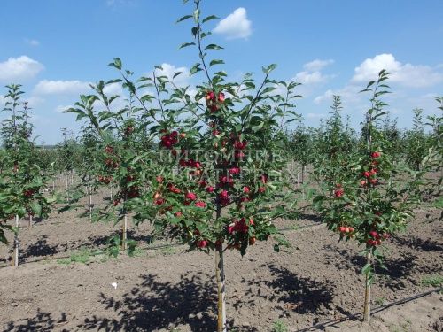 Яблоня "Долго"