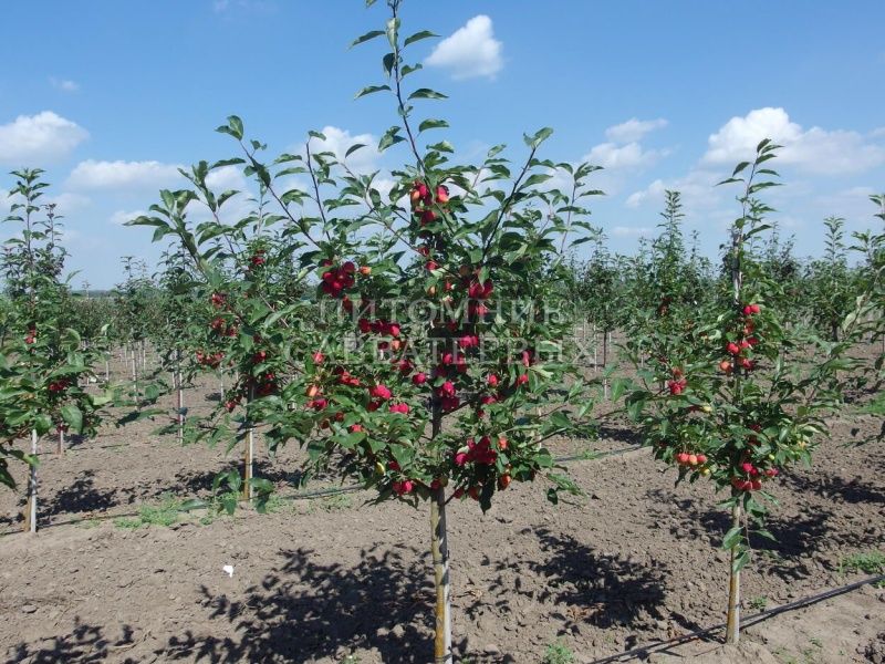 Яблоня "Долго"