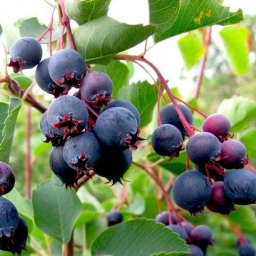 Ирга канадская