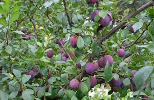 Слива Венгерка Московская