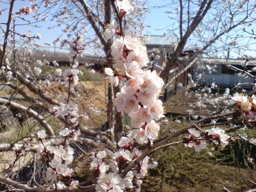 Абрикос Московский