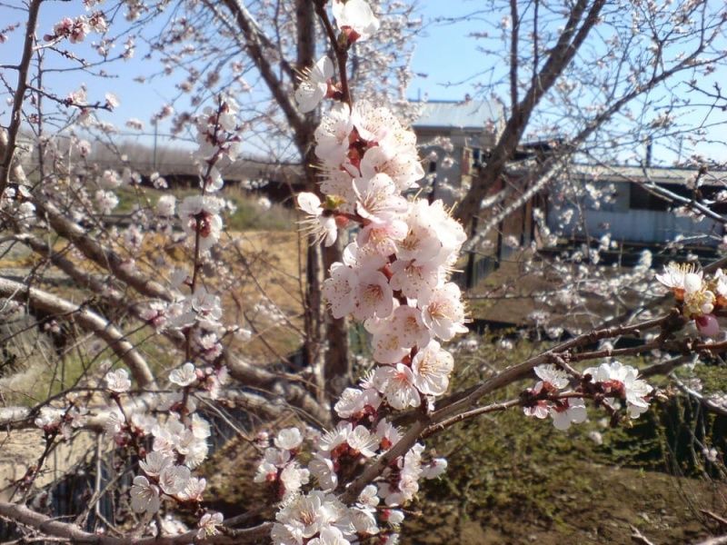 Абрикос Московский